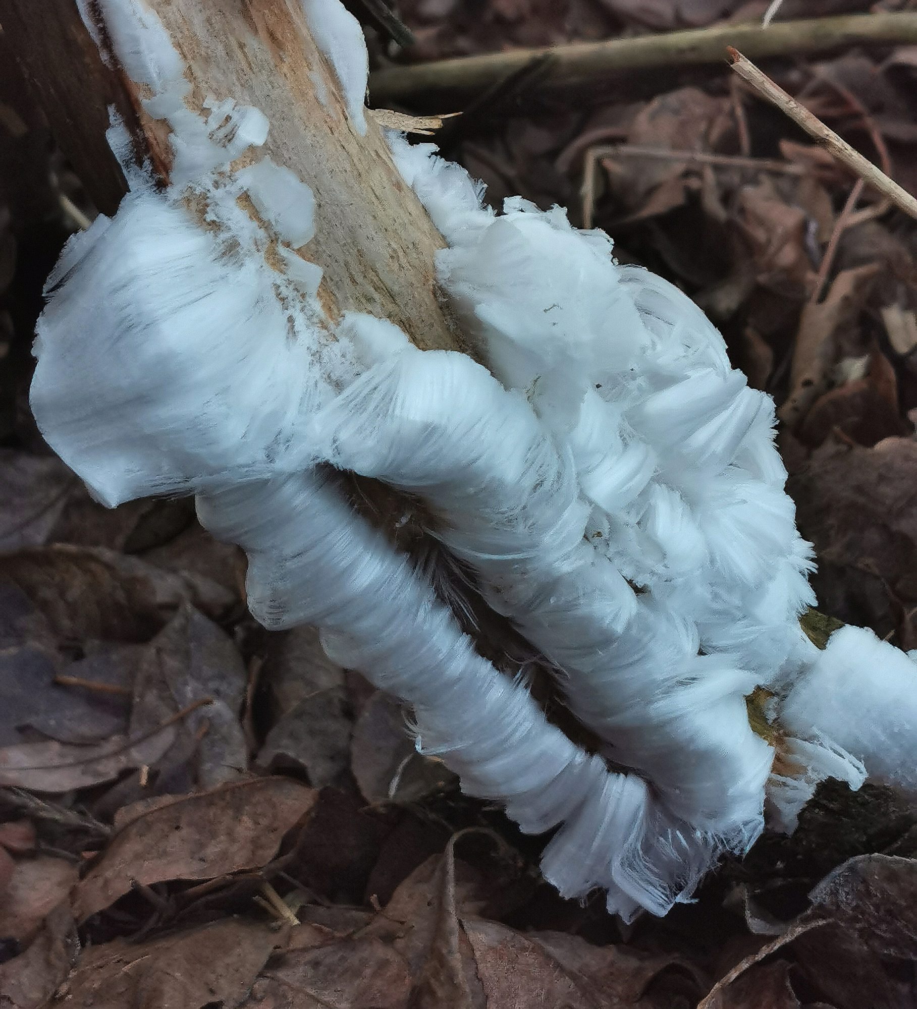 Valokuvaaja: Satu Kuningas