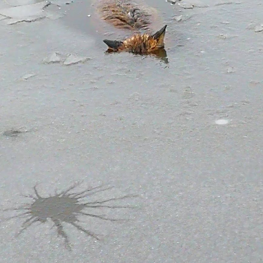 Valokuvaaja: Robert Silvendoin