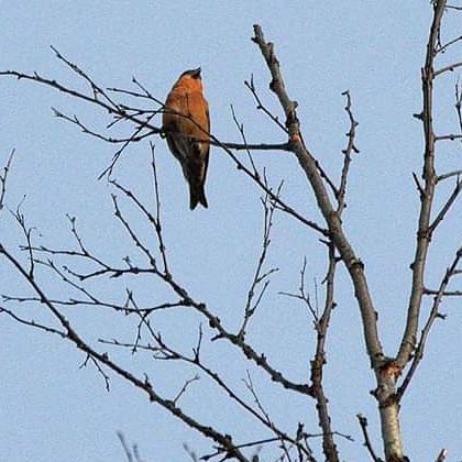 Valokuvaaja: Tapio Keinonen