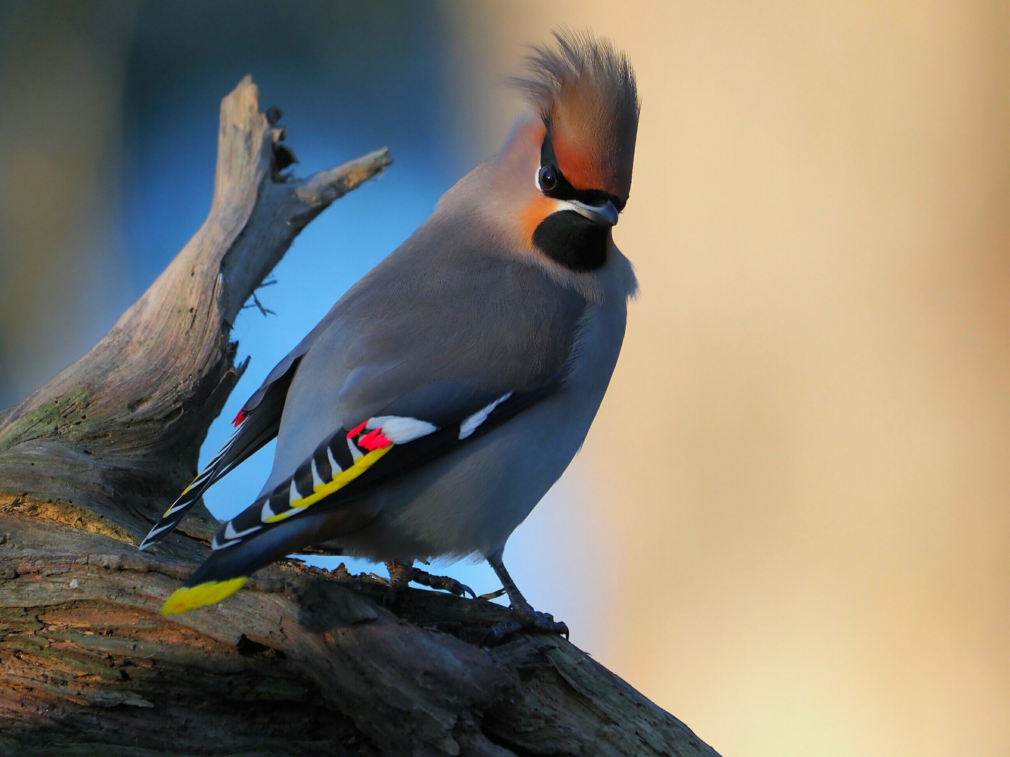 Valokuvaaja: Mikkola Irma