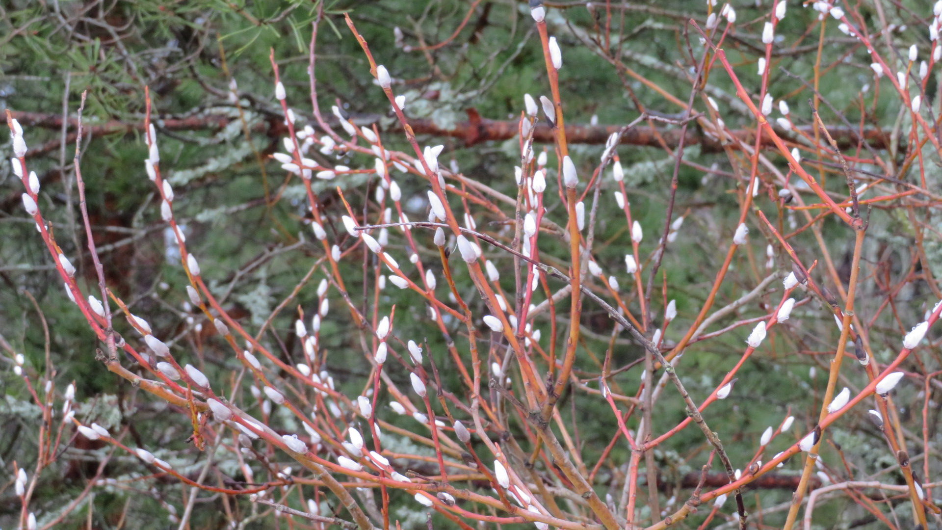 Valokuvaaja: Risto Kangassalo
