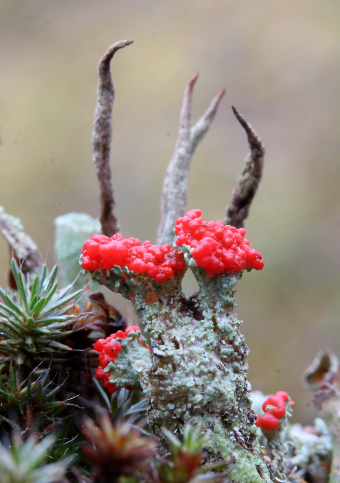 Valokuvaaja: Hannu. Rasiranta