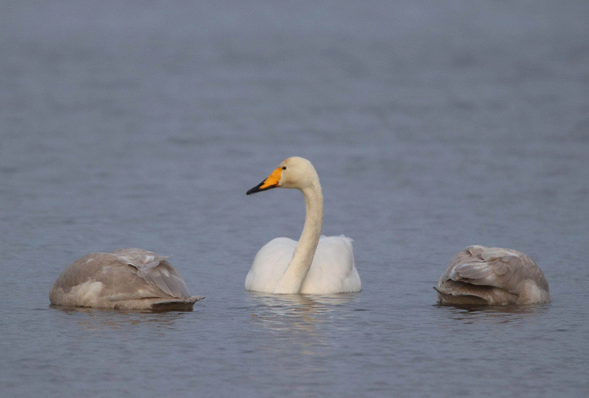 Valokuvaaja: Irja Lehtinen