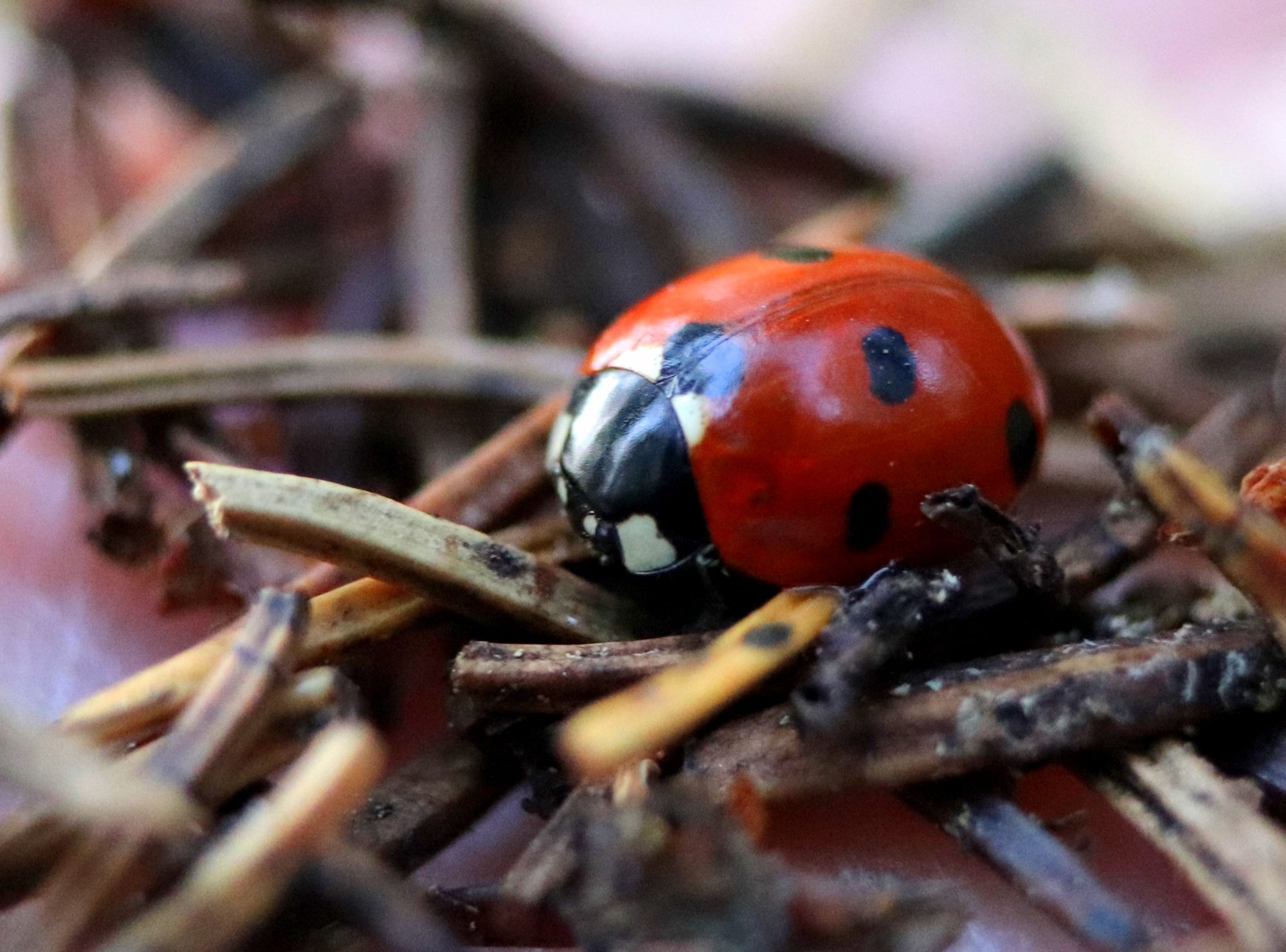 Valokuvaaja: Irja Lehtinen