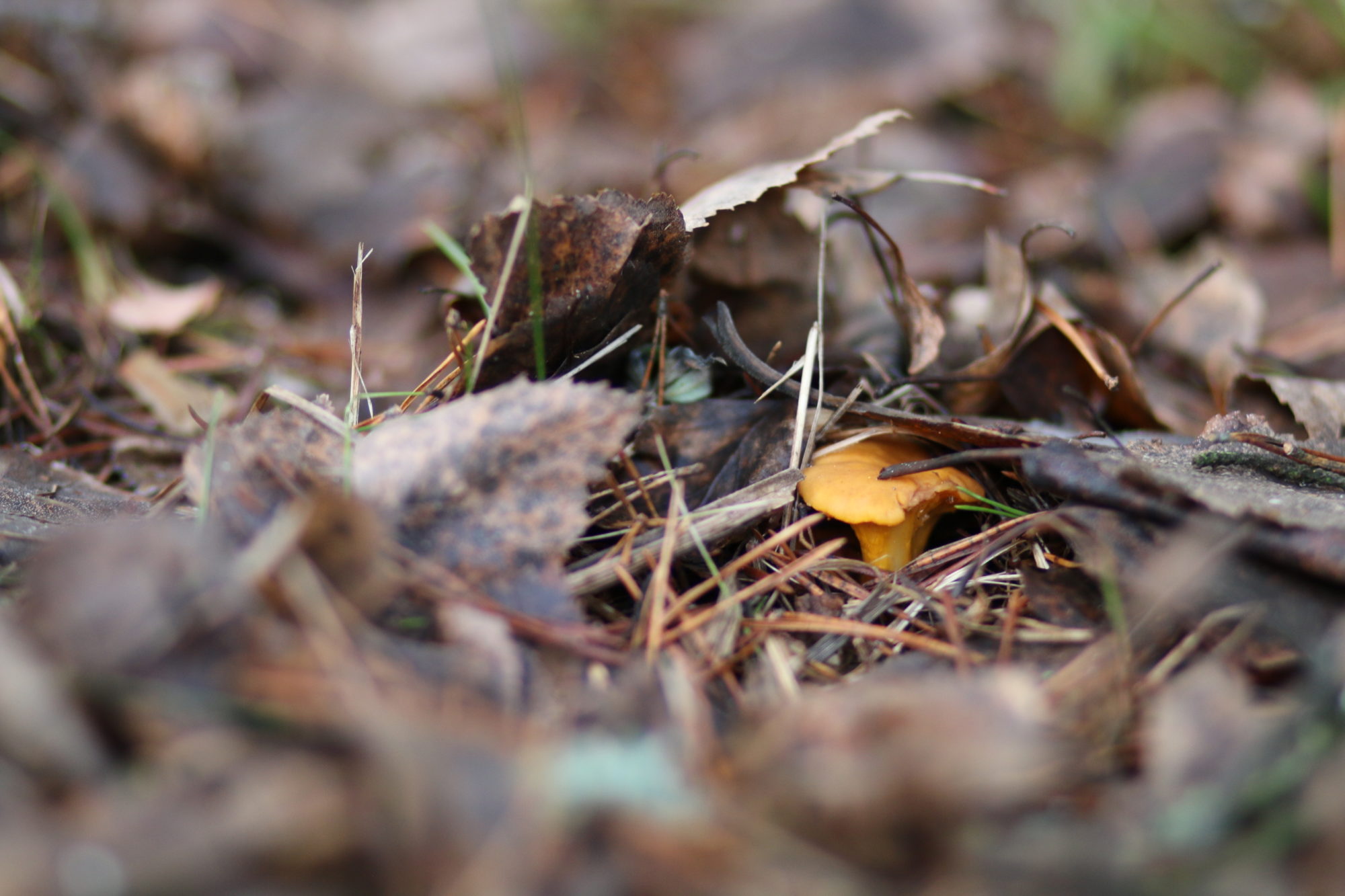 Valokuvaaja: Teija Järvenpää