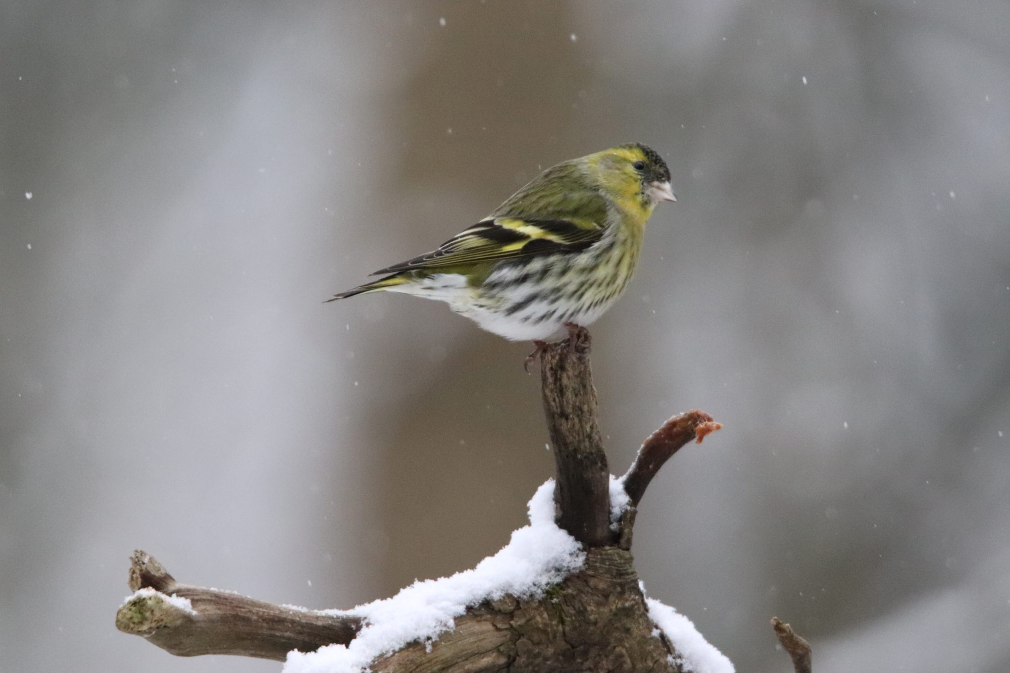 Valokuvaaja: Irja Lehtinen
