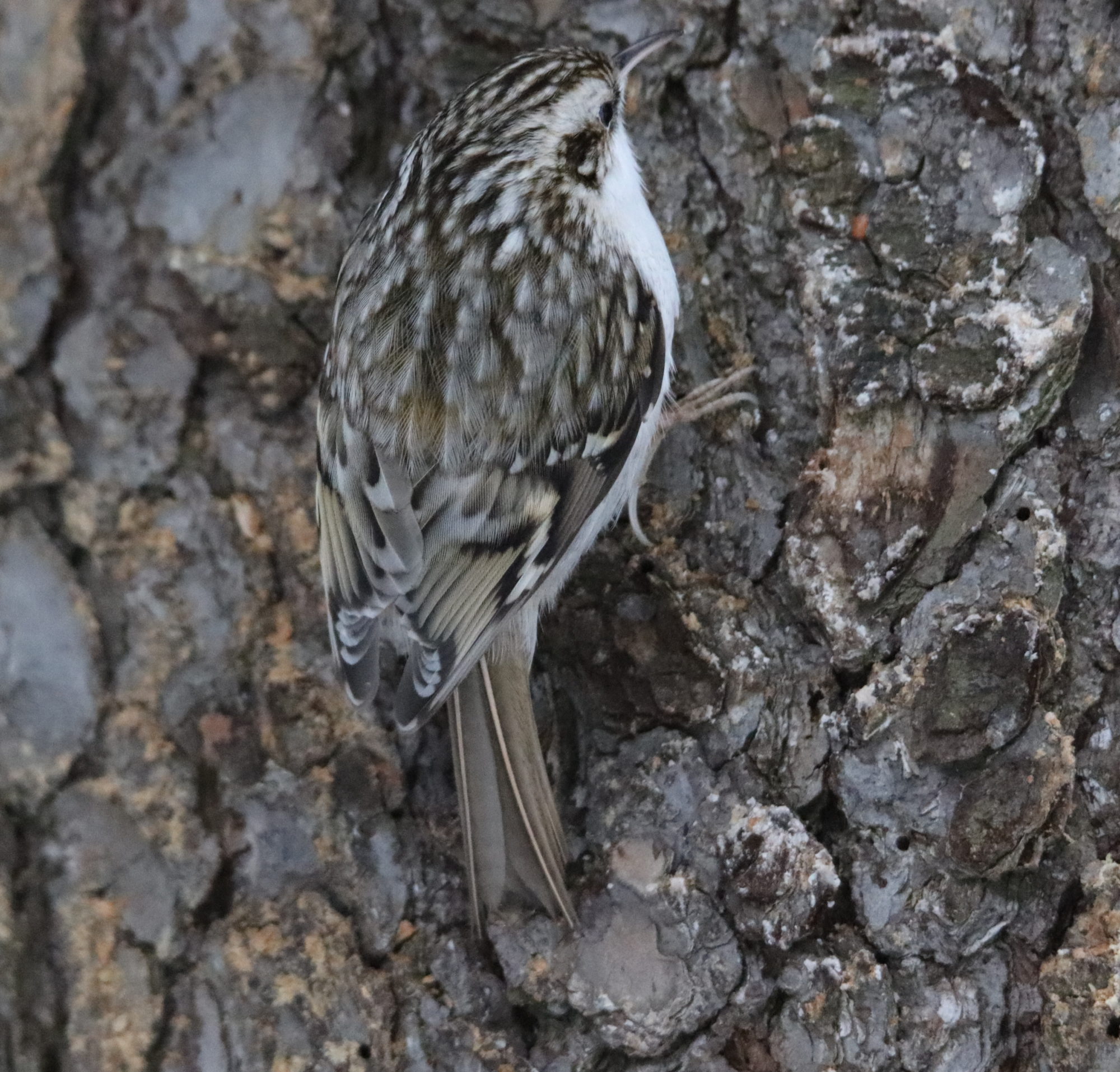 Valokuvaaja: Irja Lehtinen