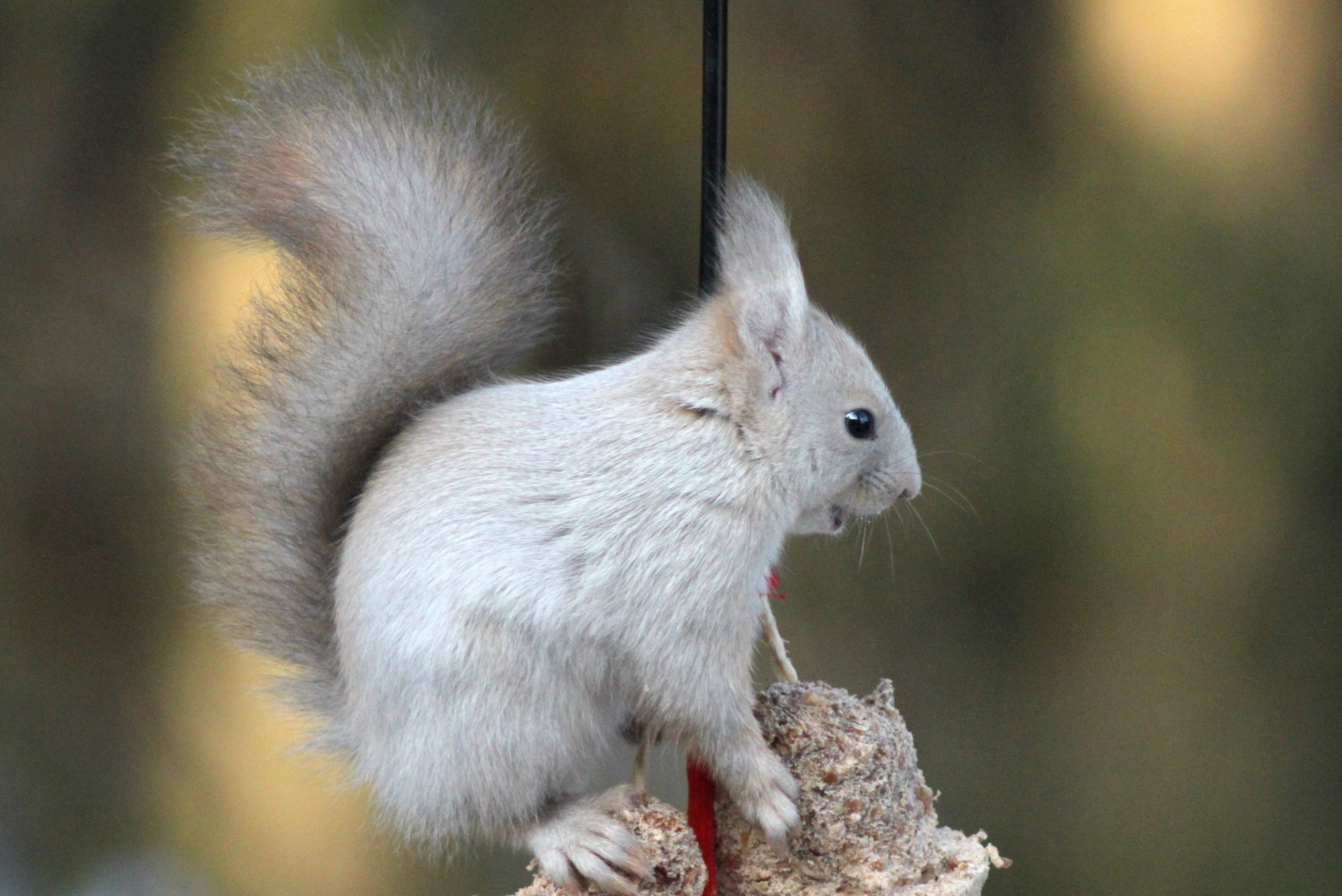 Valokuvaaja: Taija Asikainen Valokuvaaja: Taija Asikainen