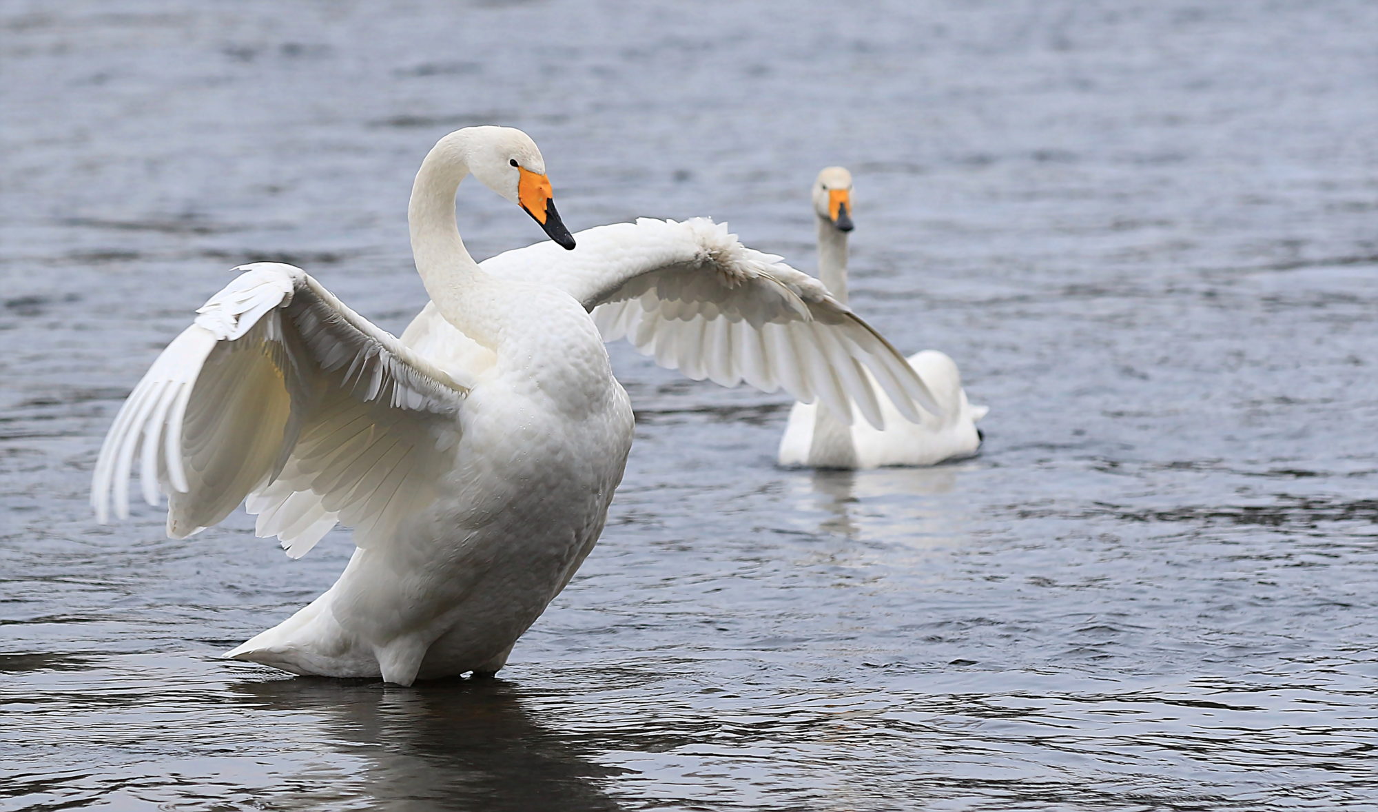 Valokuvaaja: Reijo Reccu Lehtonen