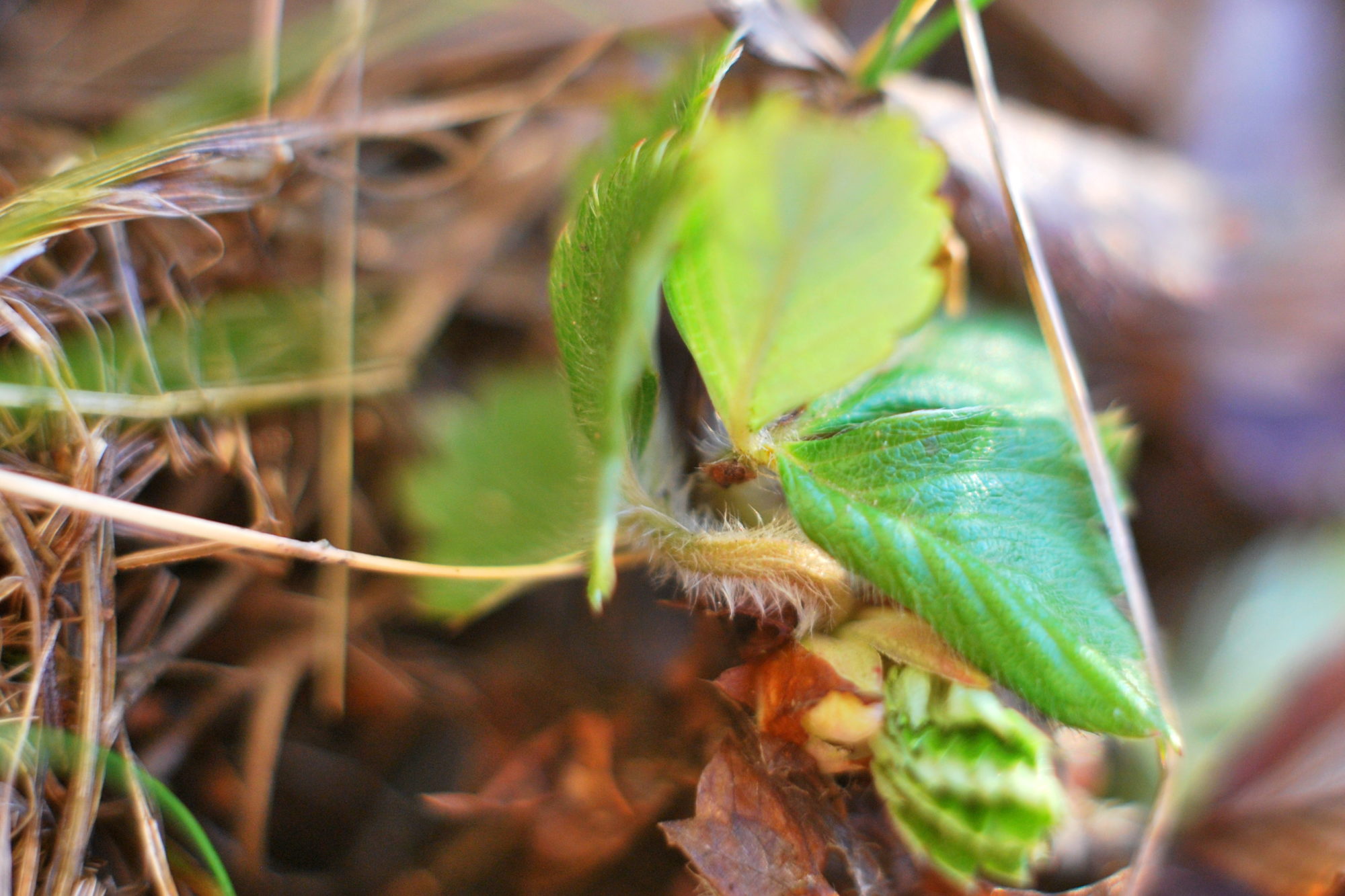 Valokuvaaja: Kaarlo Asikainen