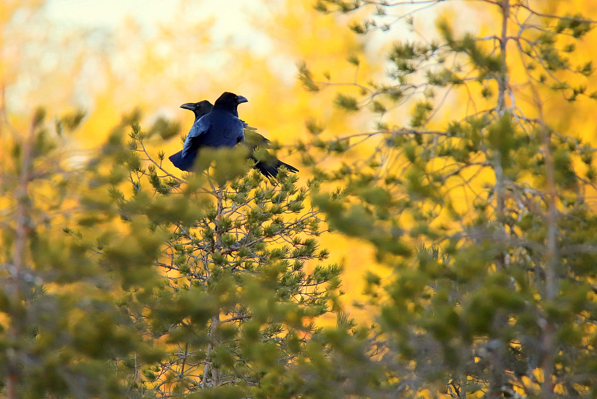 Valokuvaaja: sirpa jyske