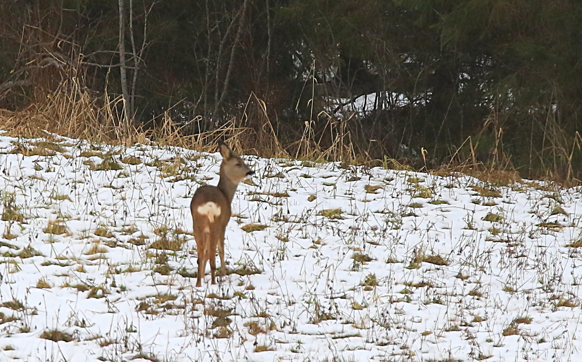Valokuvaaja: Reijo Reccu Lehtonen