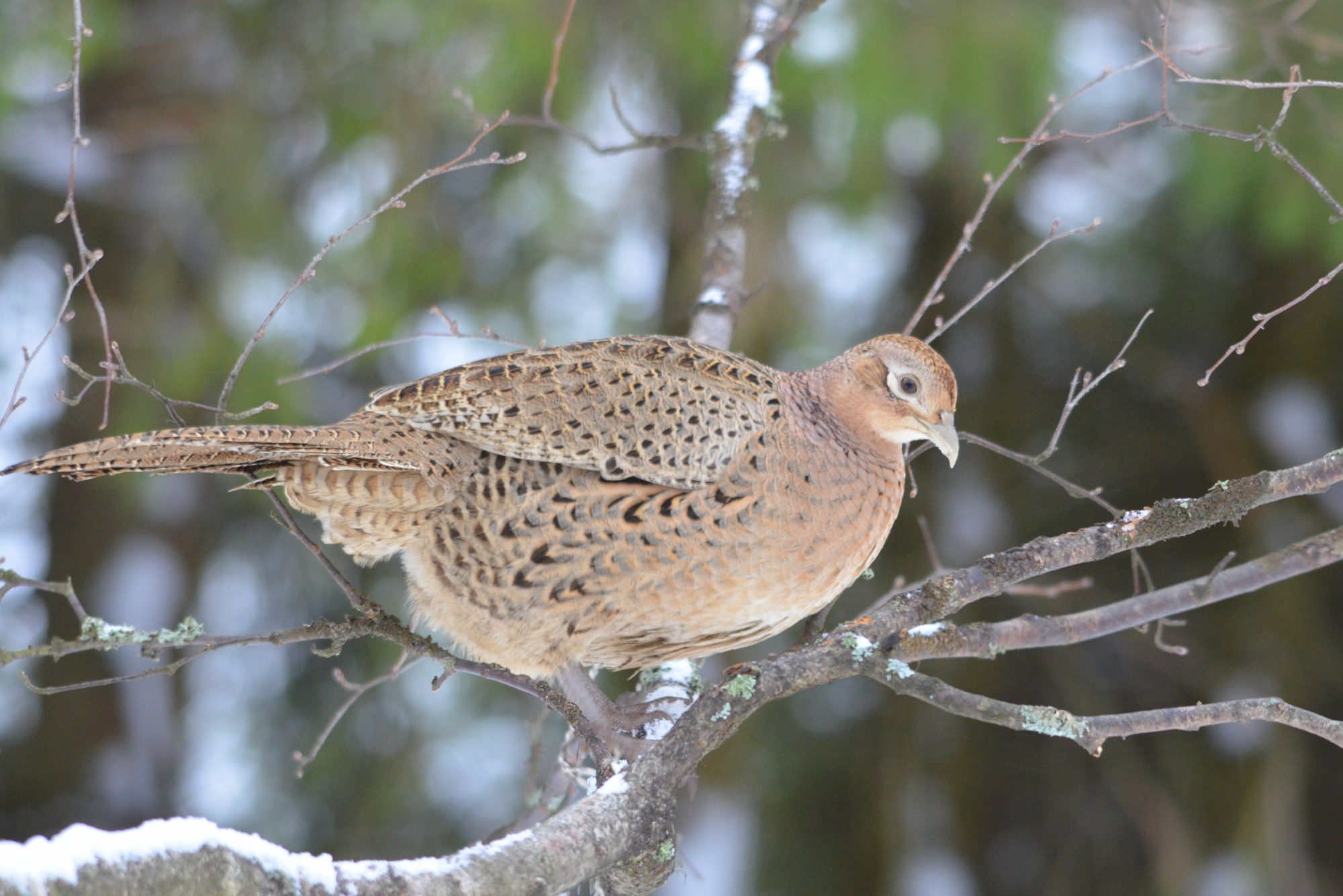 Valokuvaaja: Kaarlo Asikainen