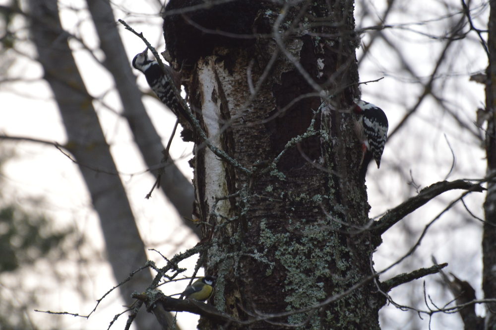 Valokuvaaja: Elisabet Varonen