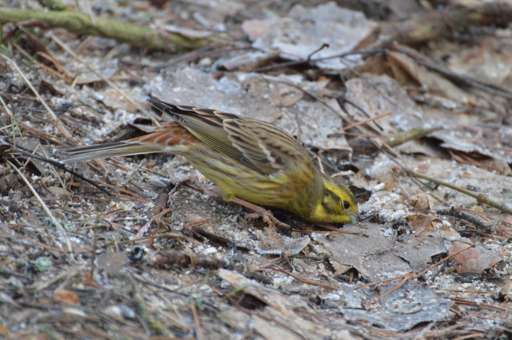 Valokuvaaja: Elisabet Varonen