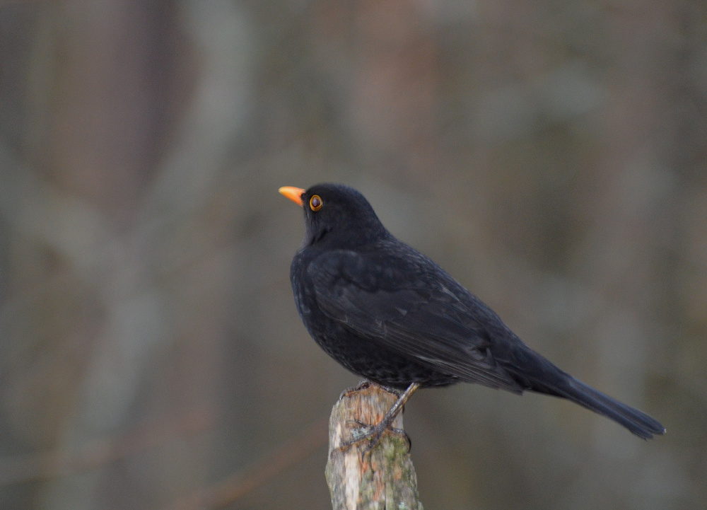 Valokuvaaja: Elisabet Varonen