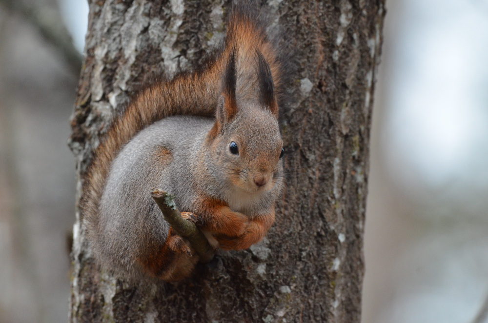 Valokuvaaja: Jouko Varonen Valokuvaaja: Jouko Varonen