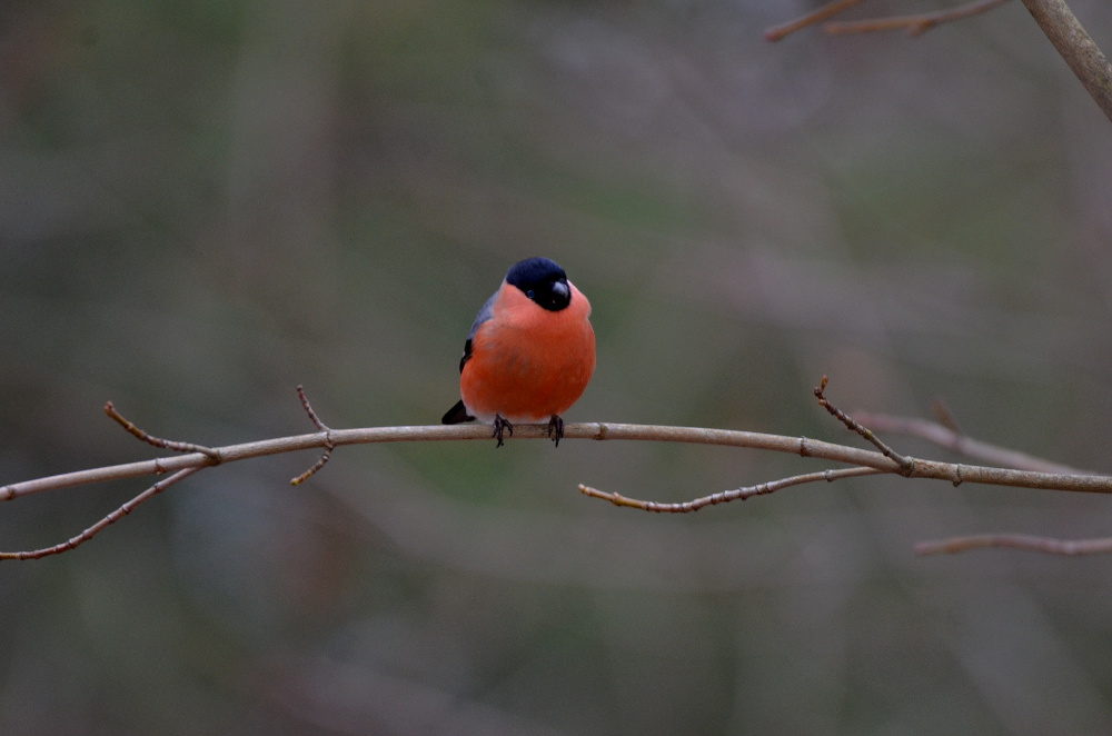 Valokuvaaja: Jouko Varonen