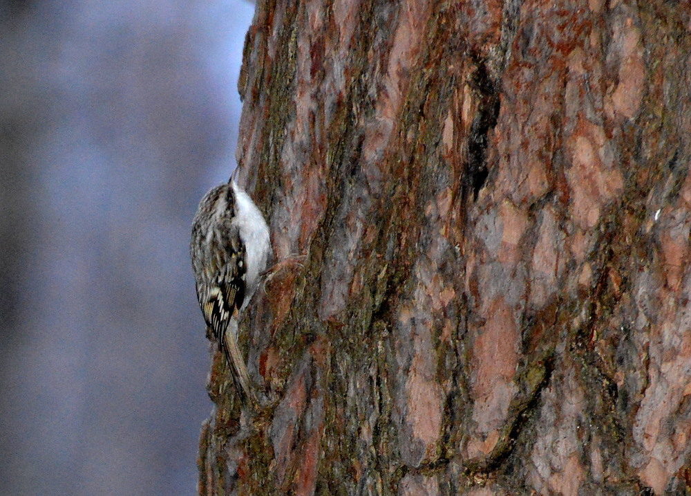 Valokuvaaja: Elisabet Varonen