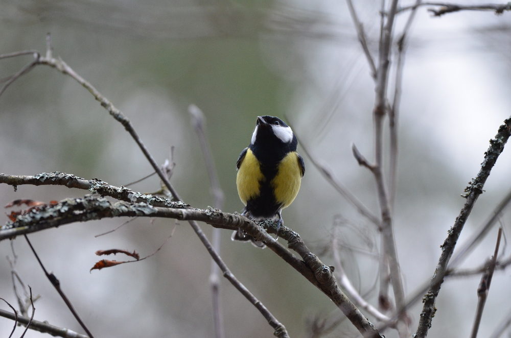 Valokuvaaja: Jouko Varonen Valokuvaaja: Jouko Varonen