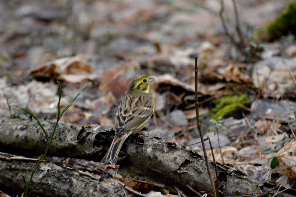 Valokuvaaja: Elisabet Varonen