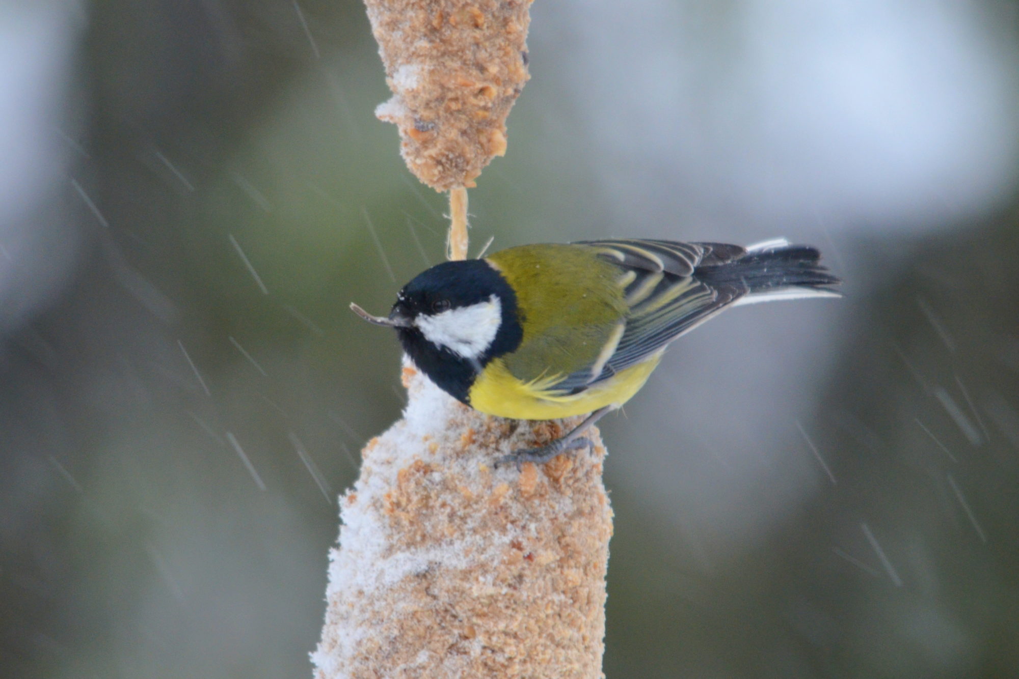 Valokuvaaja: Kaarlo Asikainen Valokuvaaja: Kaarlo Asikainen