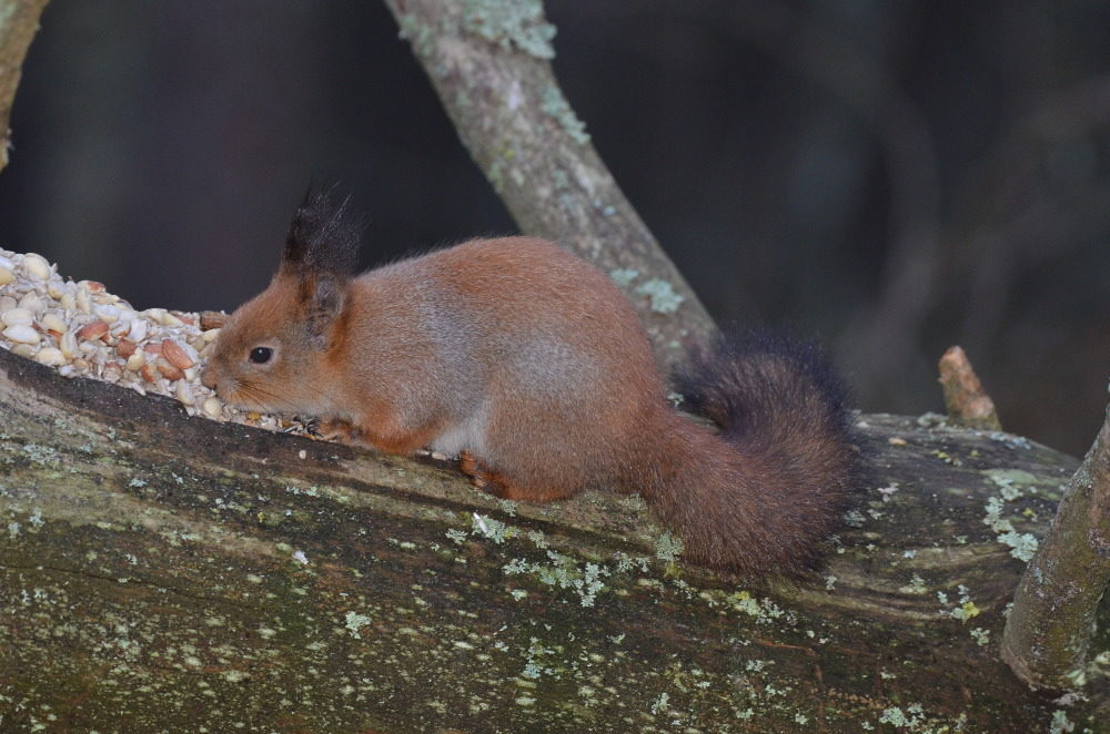 Valokuvaaja: Jouko Varonen