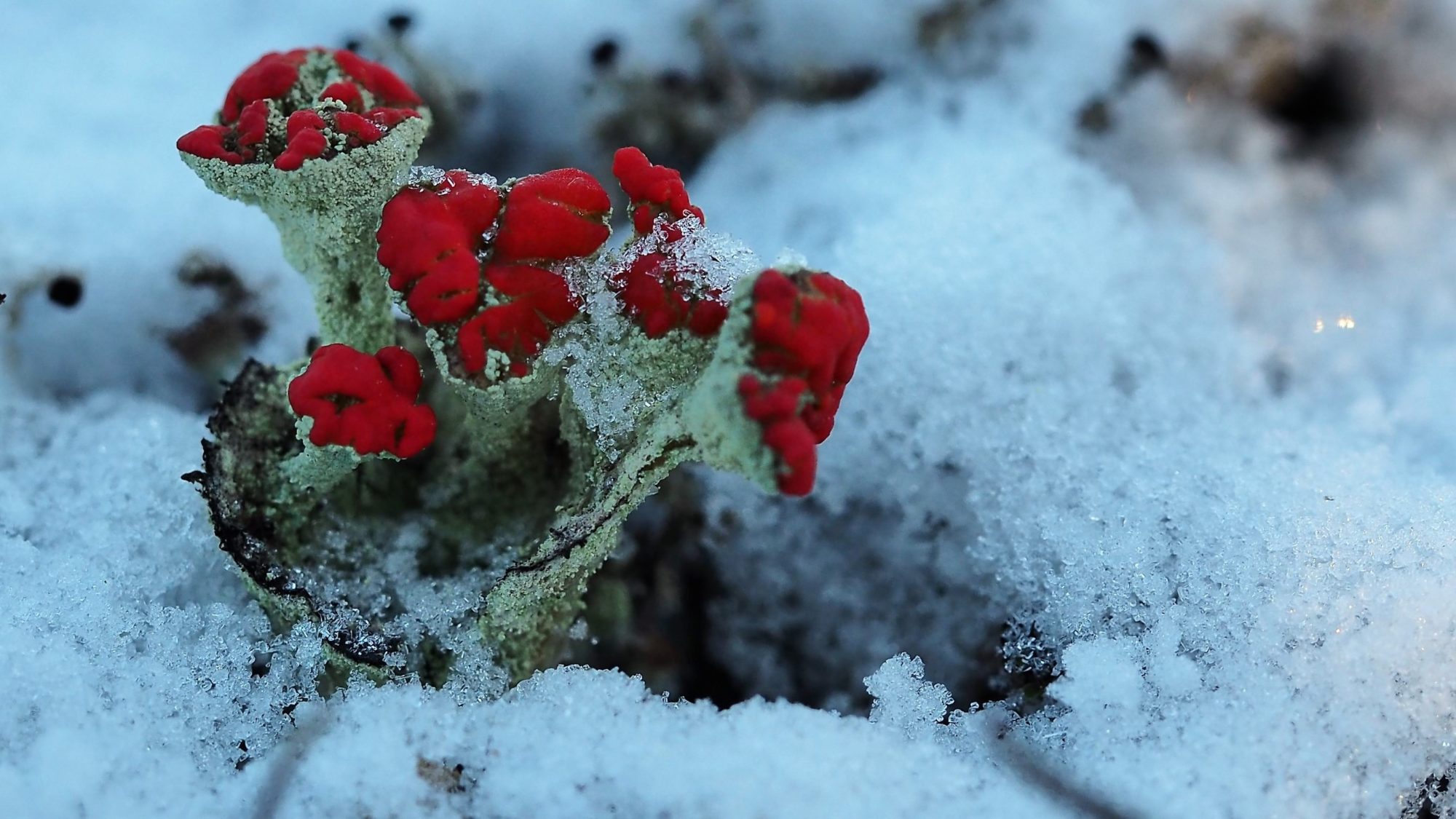 Valokuvaaja: Arja Valtonen