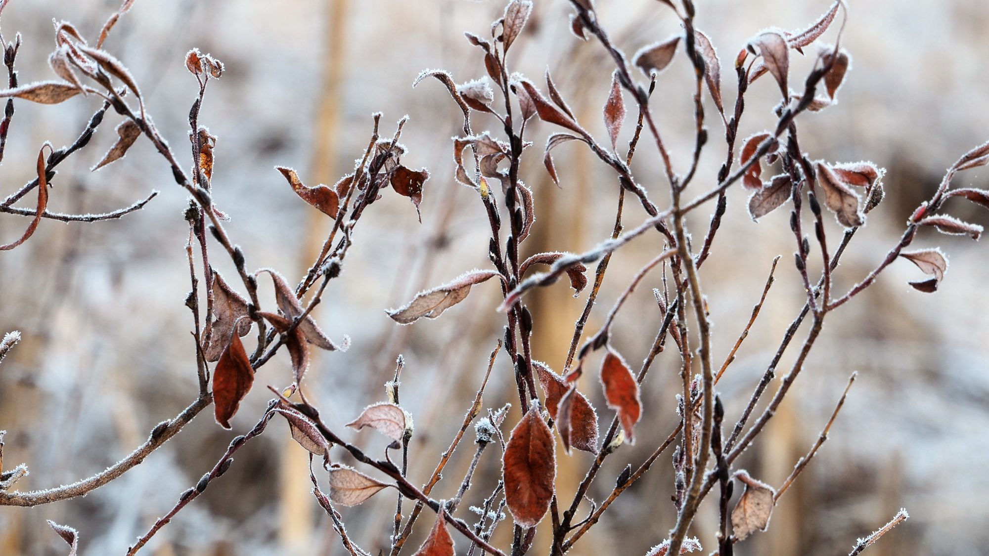 Valokuvaaja: Arja Valtonen
