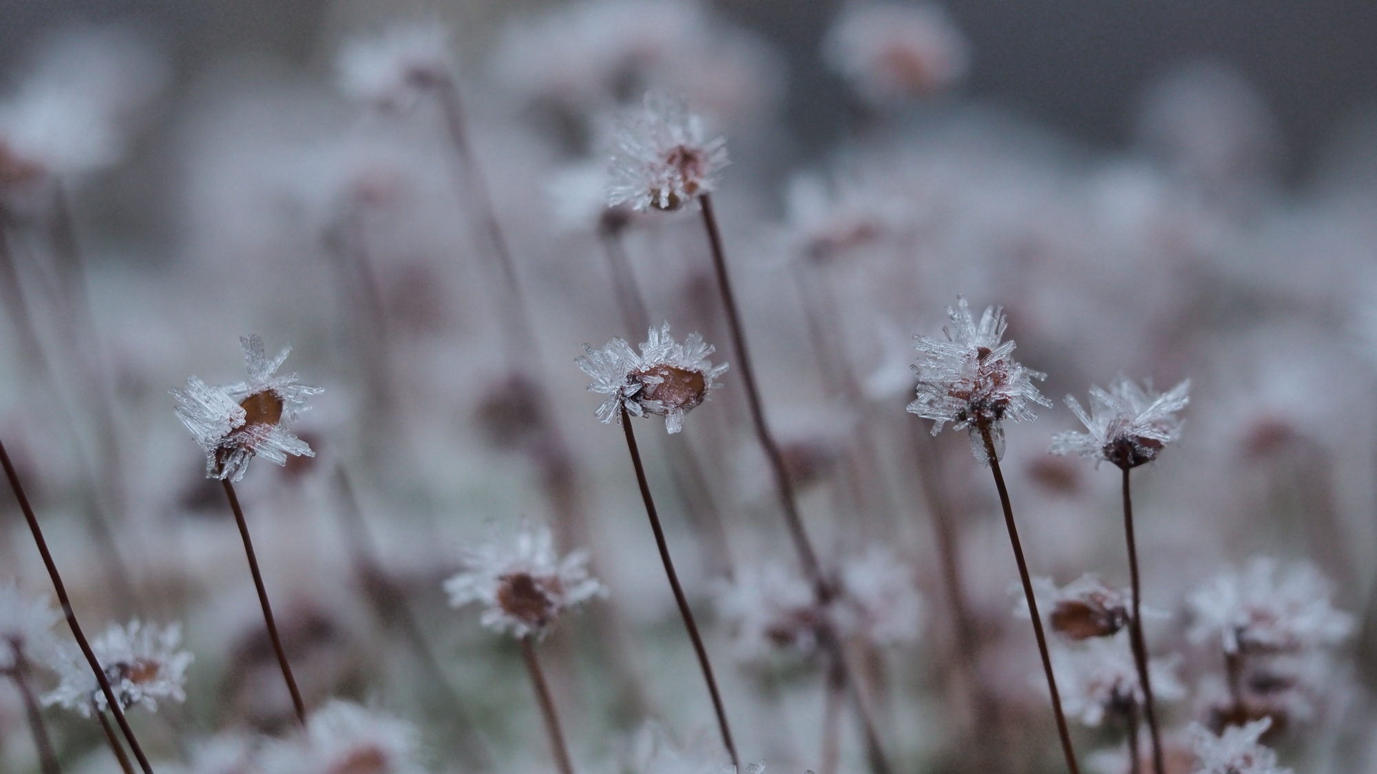 Valokuvaaja: Arja Valtonen