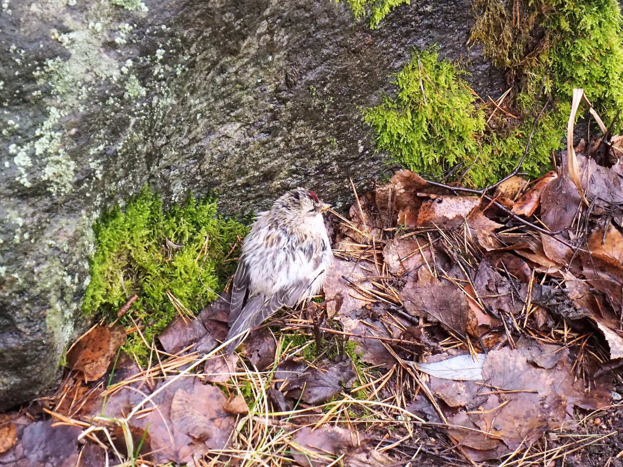 Valokuvaaja: Martti Valtonen Valokuvaaja: Martti Valtonen