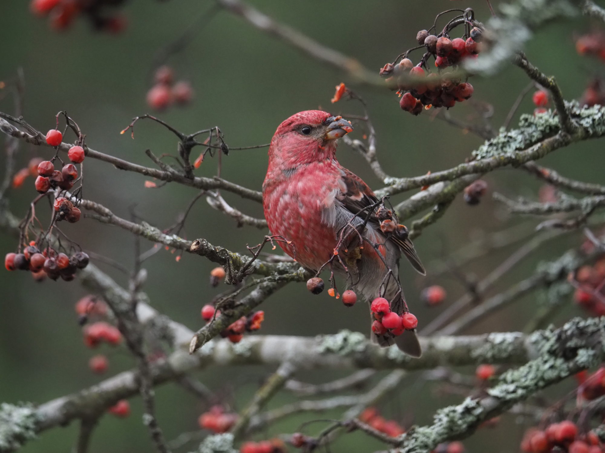 Valokuvaaja: Mikkola Irma