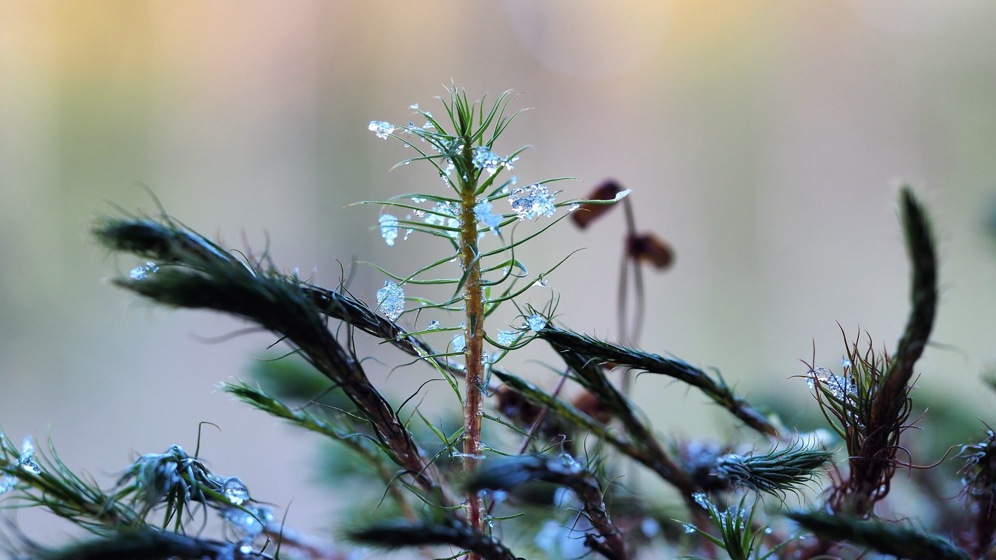 Valokuvaaja: Arja Valtonen