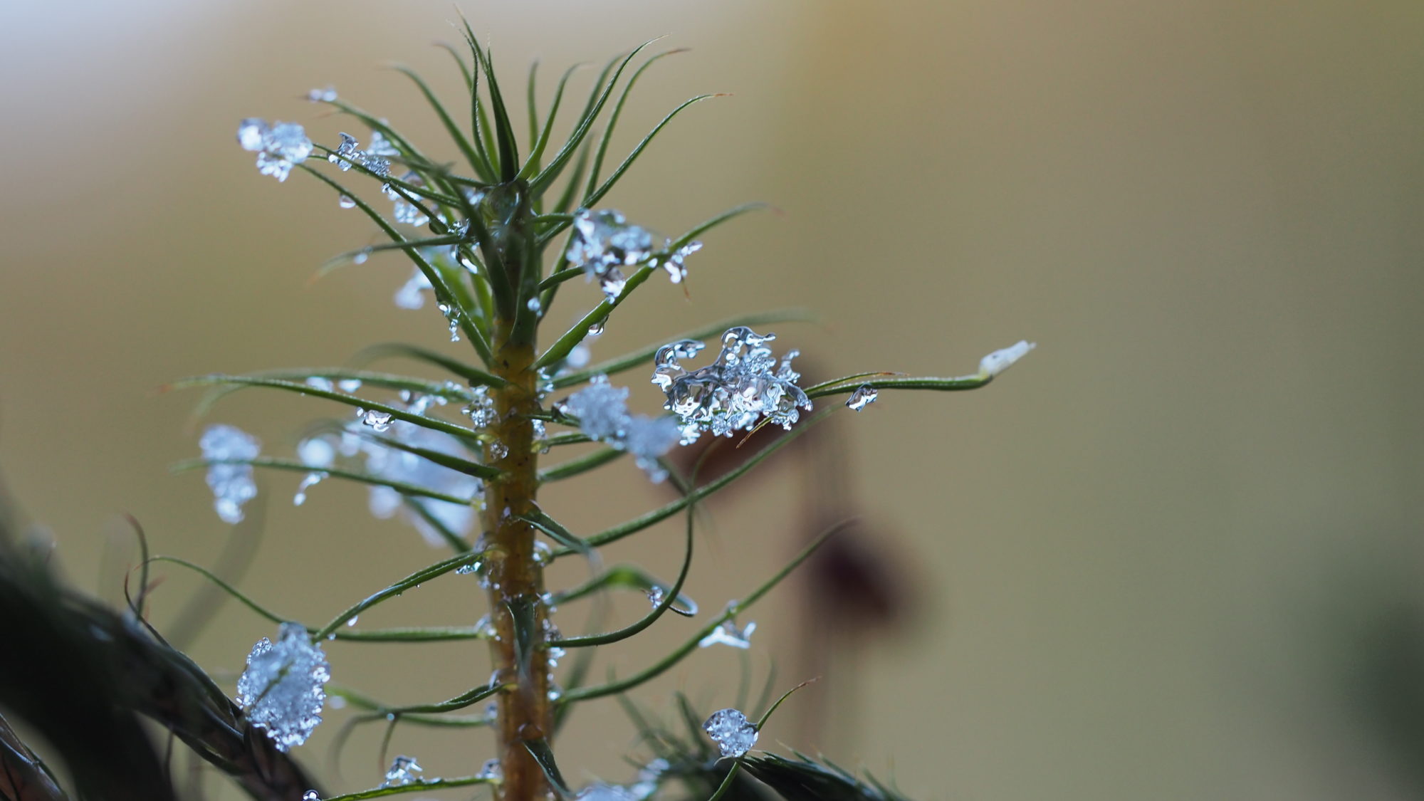 Valokuvaaja: Arja Valtonen