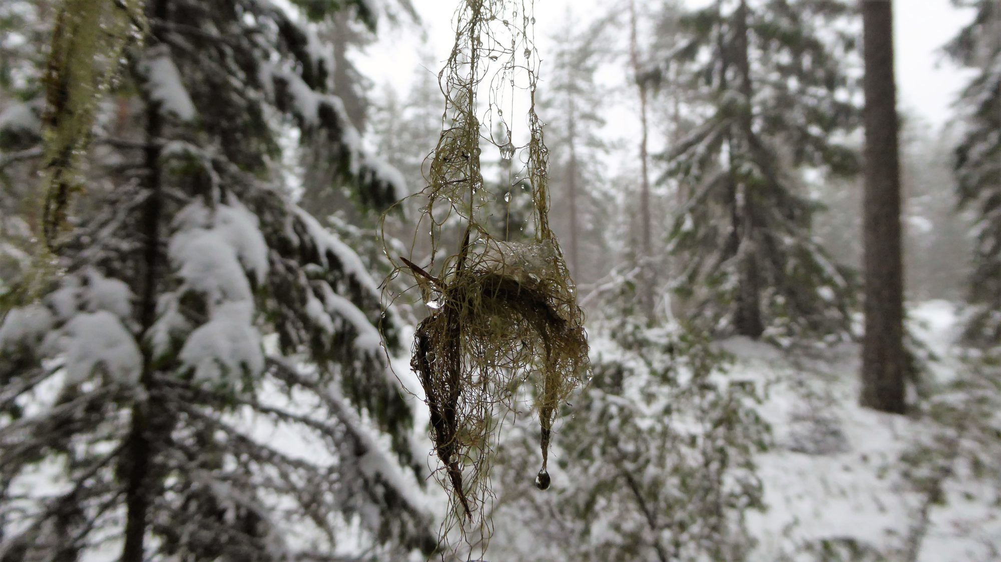 Valokuvaaja: Arja Valtonen