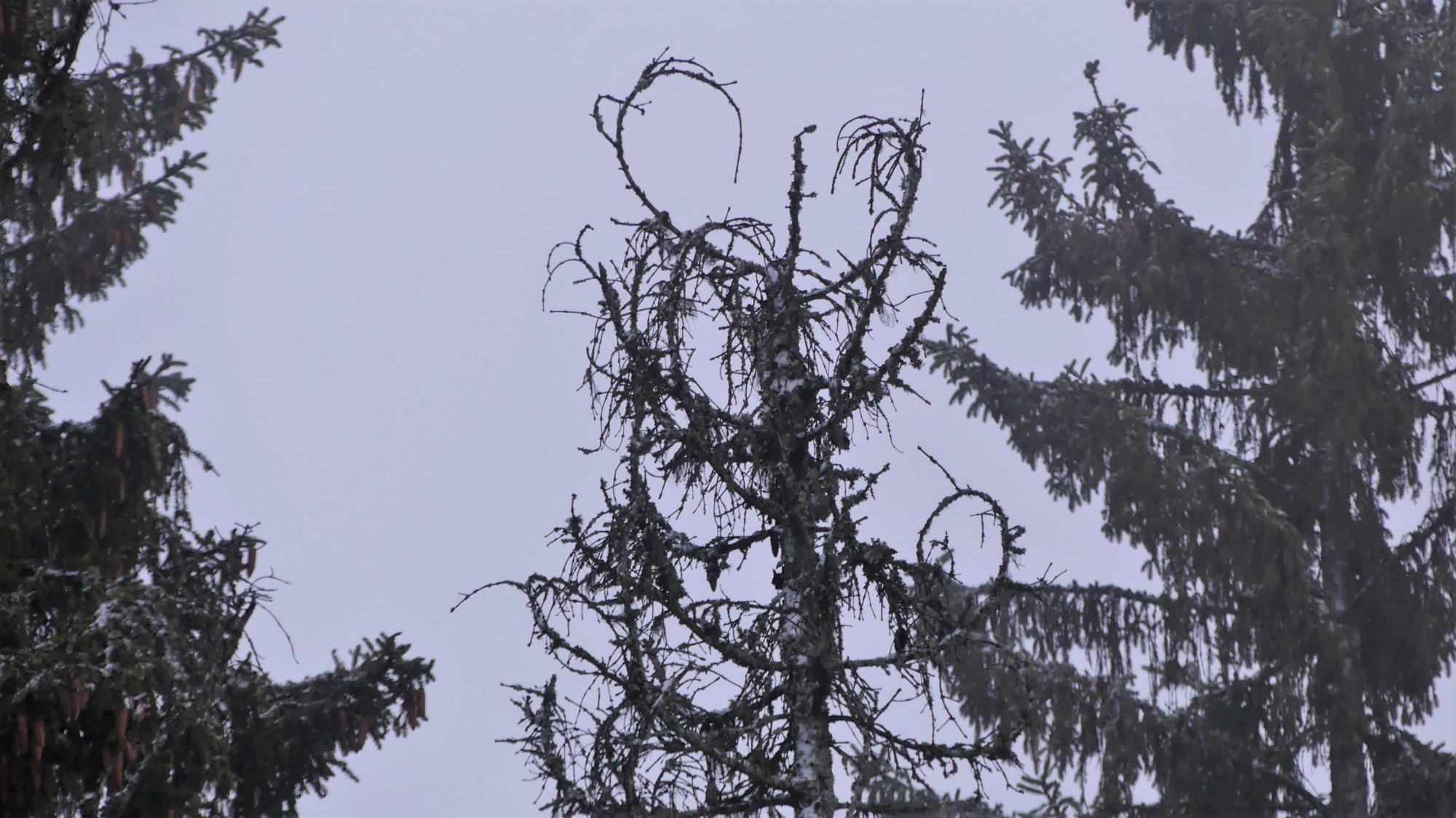 Valokuvaaja: Valtonen Martti