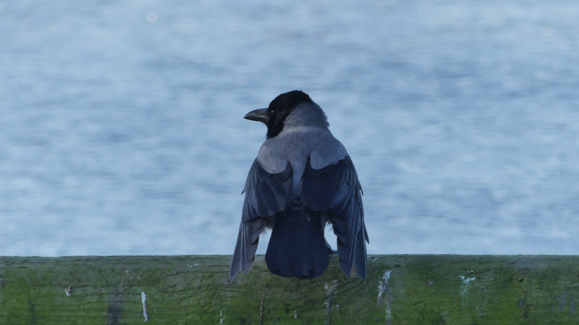 Valokuvaaja: Martti Valtonen