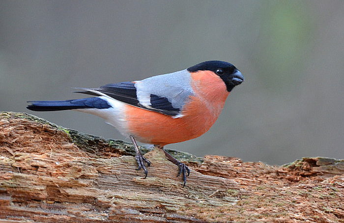 Valokuvaaja: Jouko Varonen