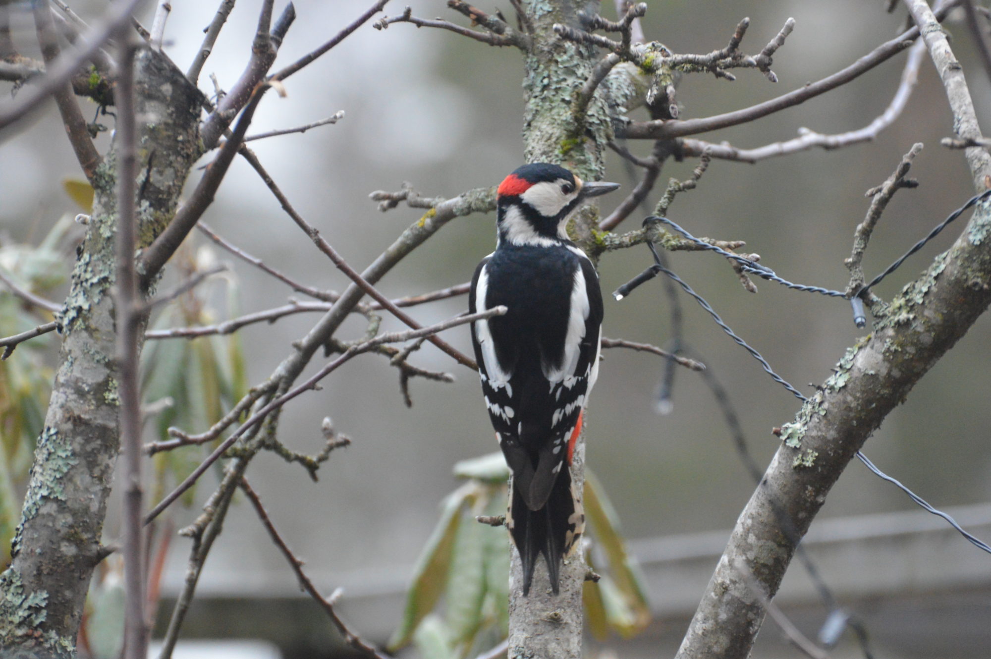 Valokuvaaja: Elisabet Varonen