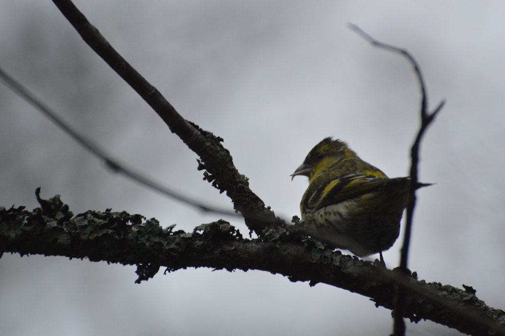 Valokuvaaja: Elisabet Varonen Valokuvaaja: Elisabet Varonen