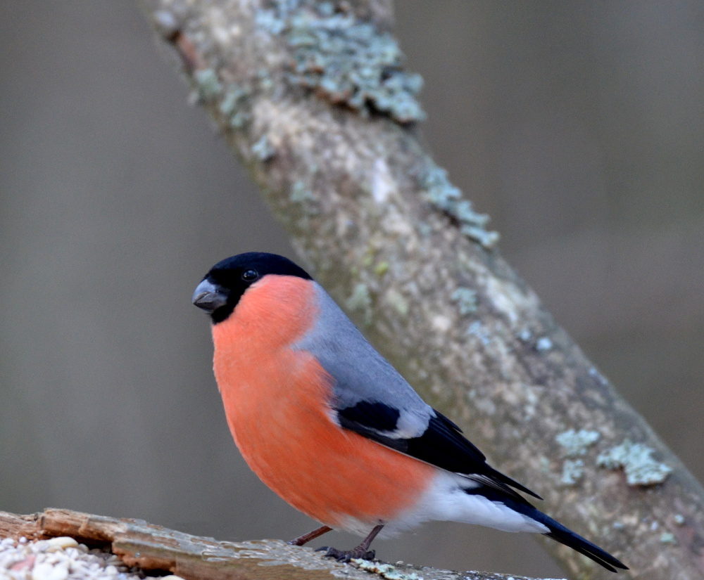 Valokuvaaja: Jouko Varonen