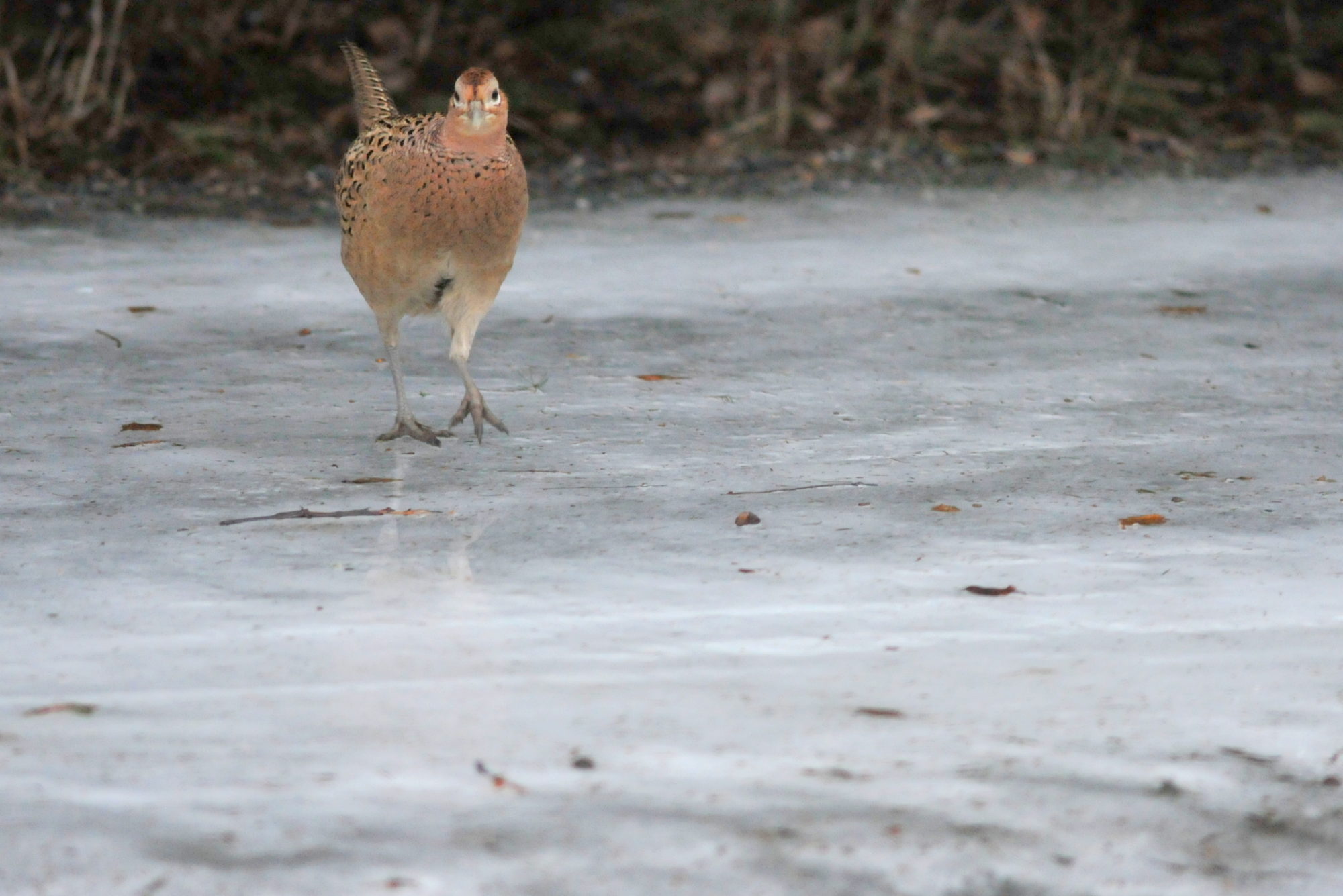 Valokuvaaja: Kaarlo Asikainen