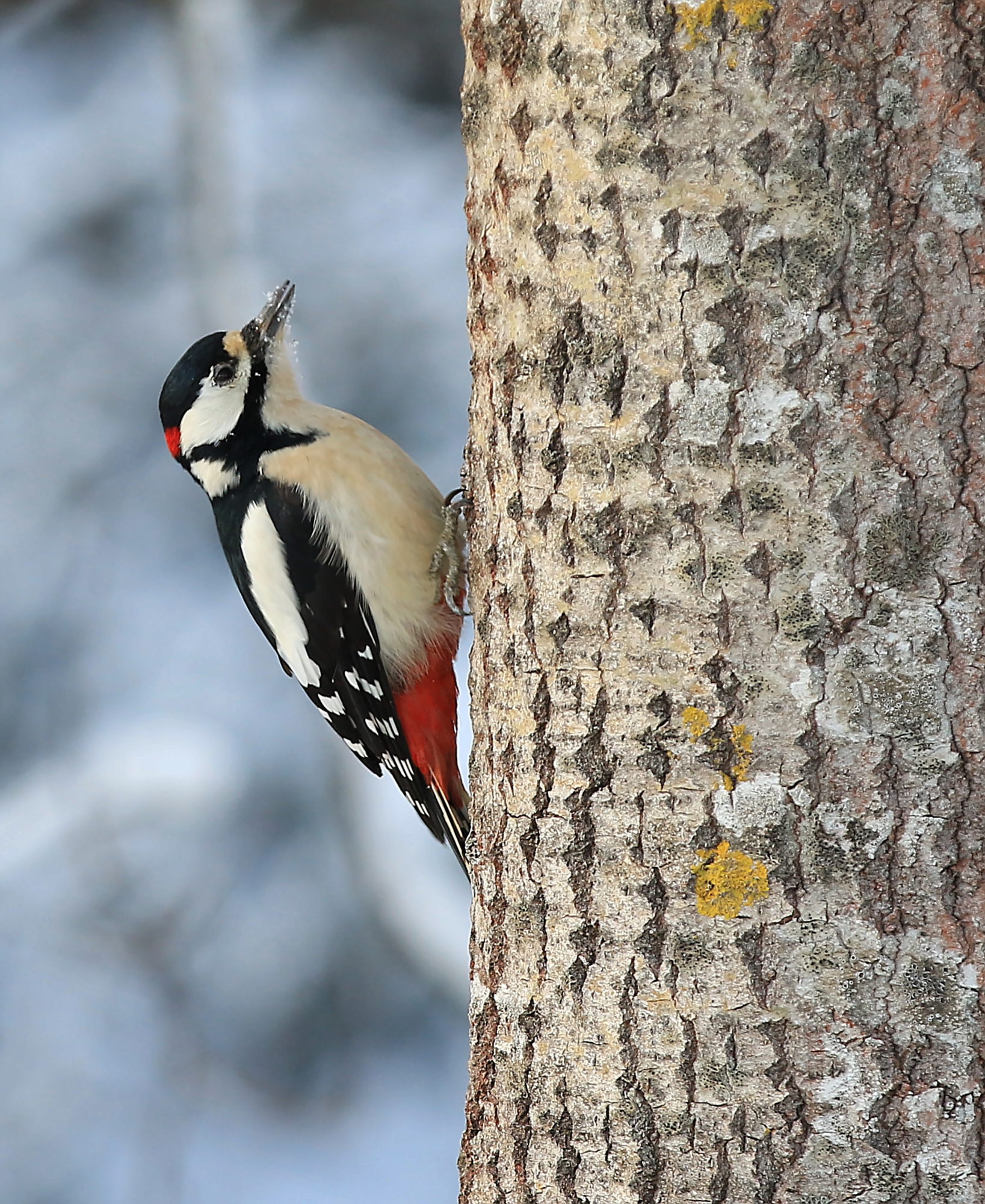 Valokuvaaja: reijo reccu lehtonen