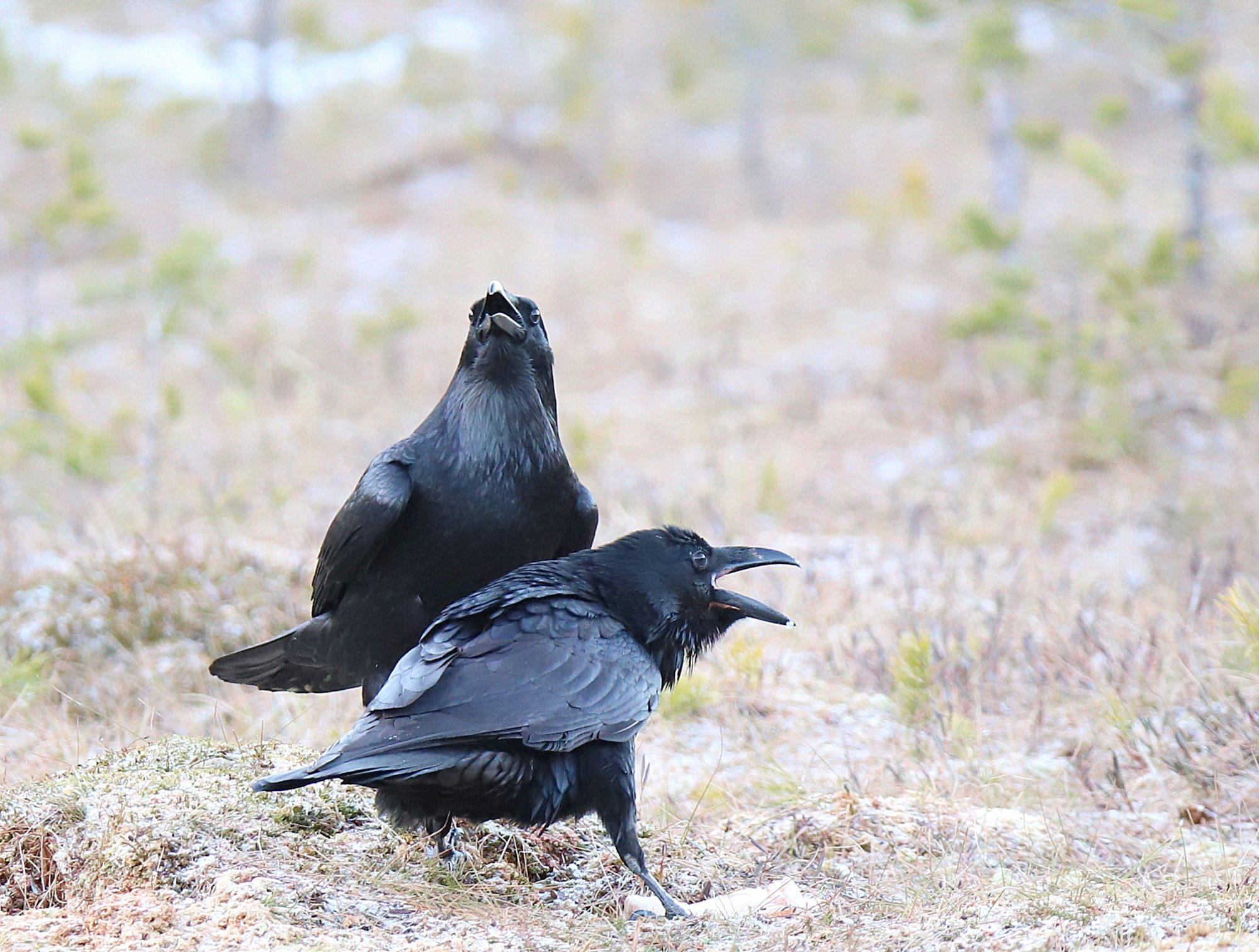 Valokuvaaja: sirpa jyske