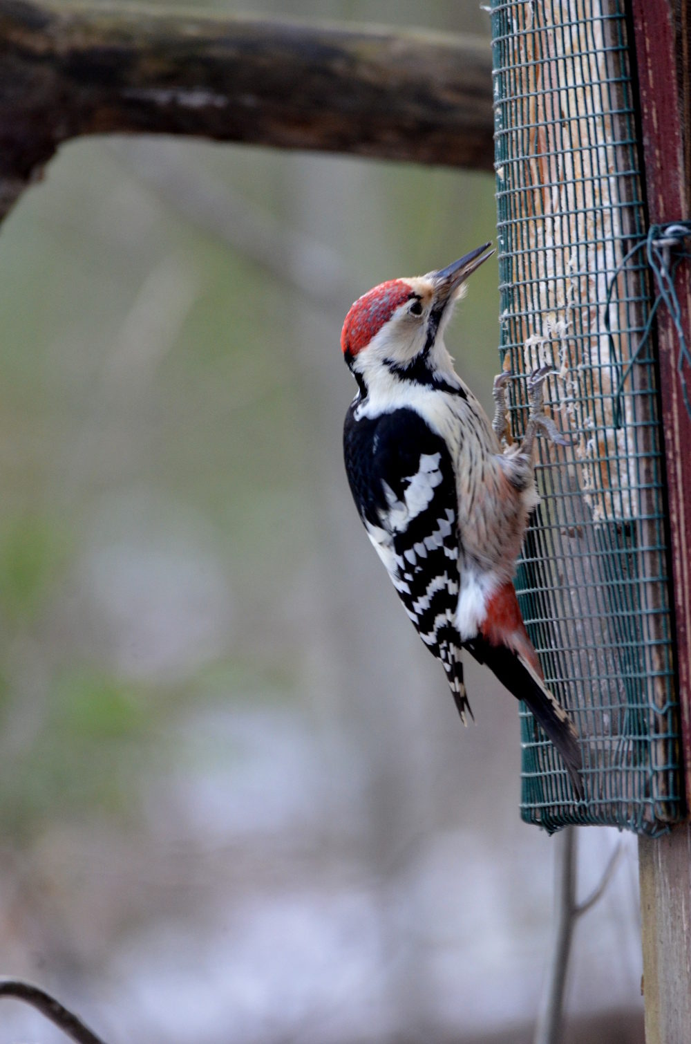 Valokuvaaja: Jouko Varonen