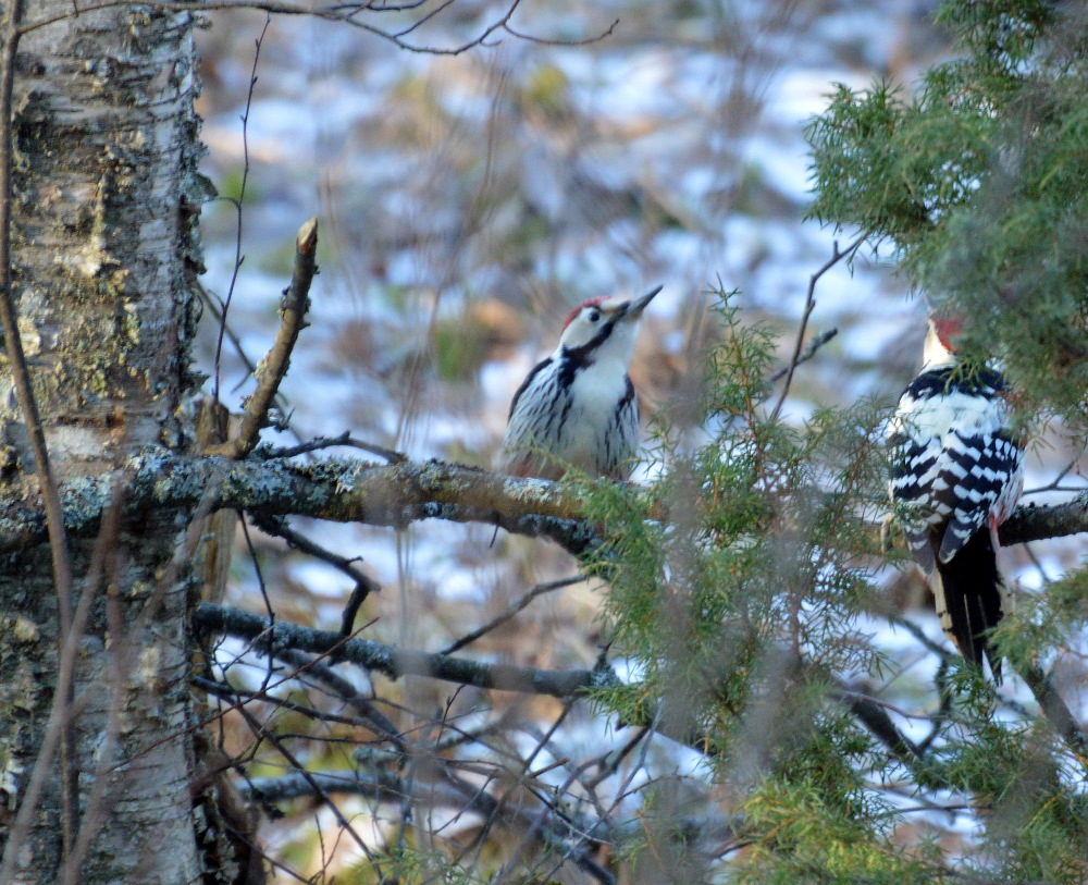 Valokuvaaja: Elisabet Varonen