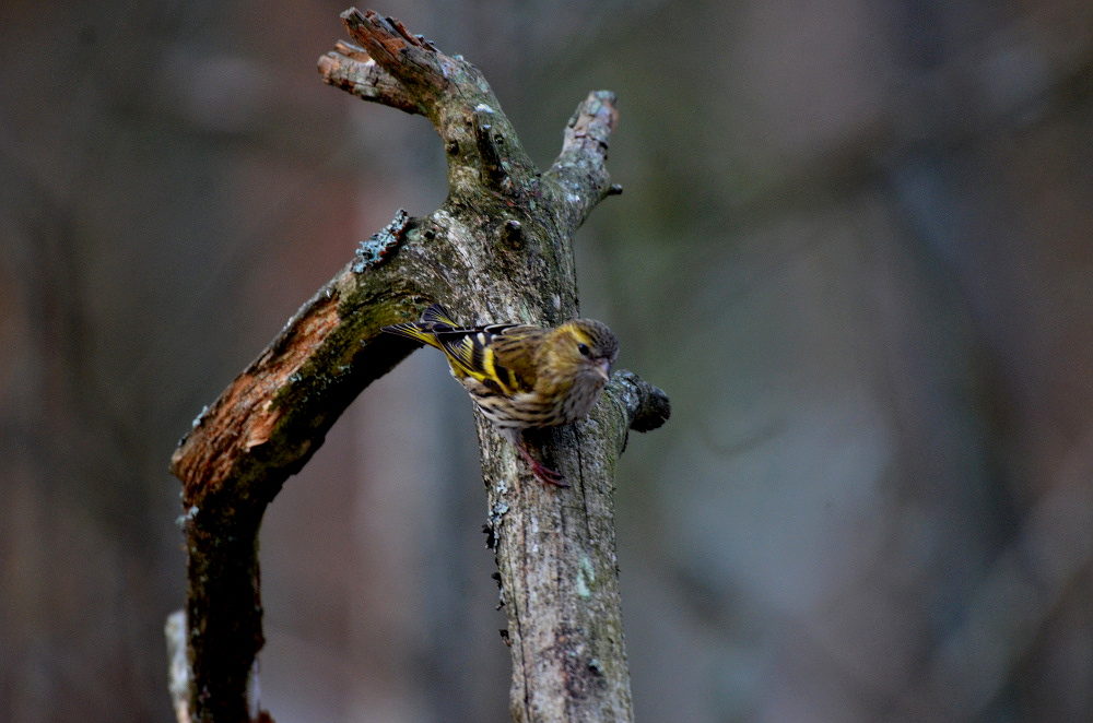 Valokuvaaja: Jouko Varonen