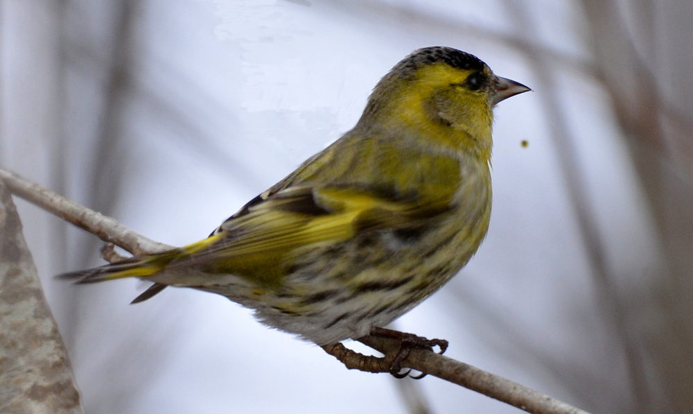 Valokuvaaja: Jouko Varonen