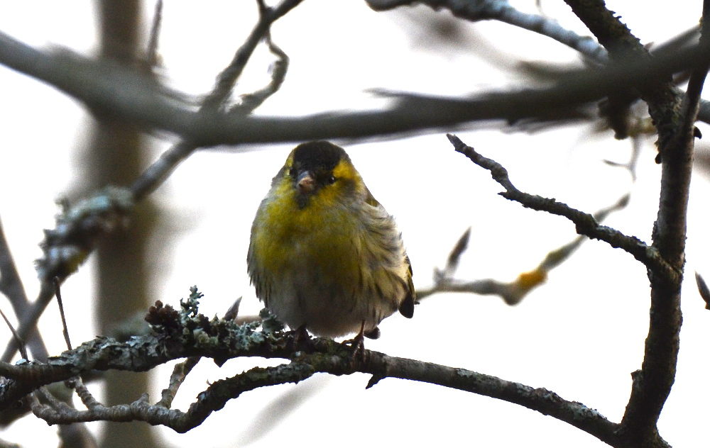 Valokuvaaja: Jouko Varonen