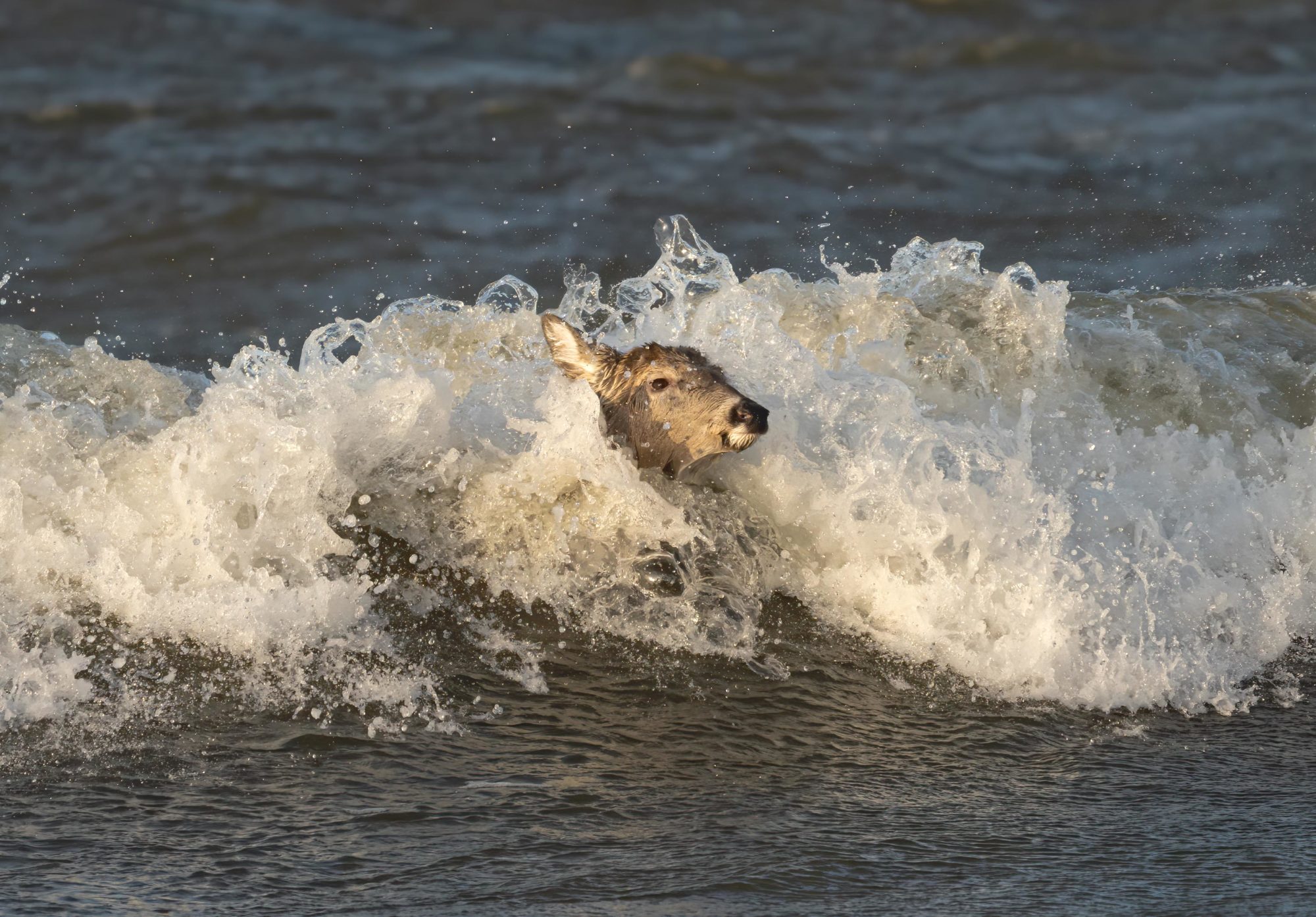 Valokuvaaja: Jukka Koskelainen